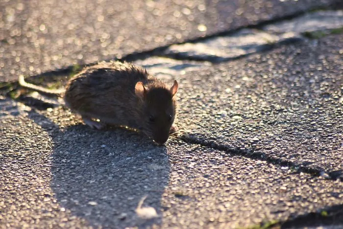 I’ve Been Stalking Two Little City Mouses For Days To Capture Them Playing