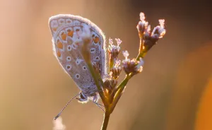 I Spend Hours Lying On My Belly To Photograph Small Creatures