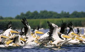 Danube Delta - The Place Where Time Stands