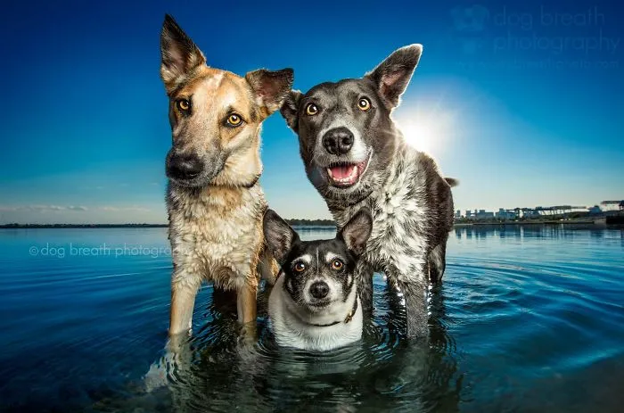 Derpy Dogs Will Melt Your Heart (15 Pics)