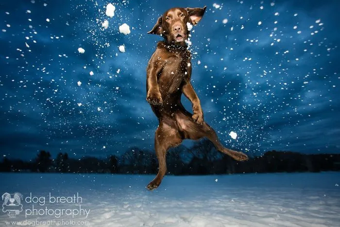 Derpy Dogs Will Melt Your Heart (15 Pics)