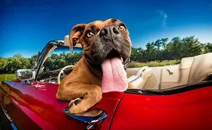 Derpy Dogs Will Melt Your Heart (15 Pics)
