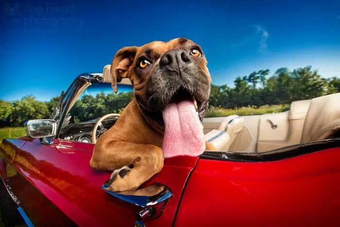 Derpy Dogs Will Melt Your Heart (15 Pics)