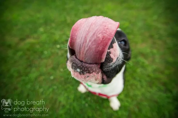 Derpy Dogs Will Melt Your Heart (15 Pics)