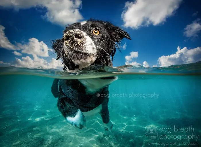 Derpy Dogs Will Melt Your Heart (15 Pics)