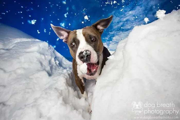 Derpy Dogs Will Melt Your Heart (15 Pics)