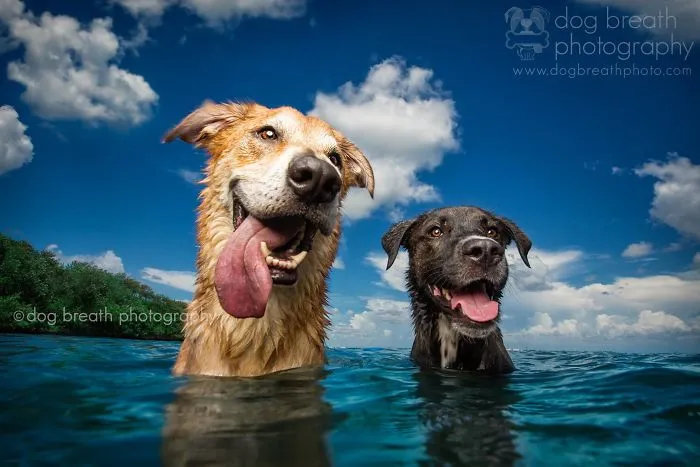 Derpy Dogs Will Melt Your Heart (15 Pics)