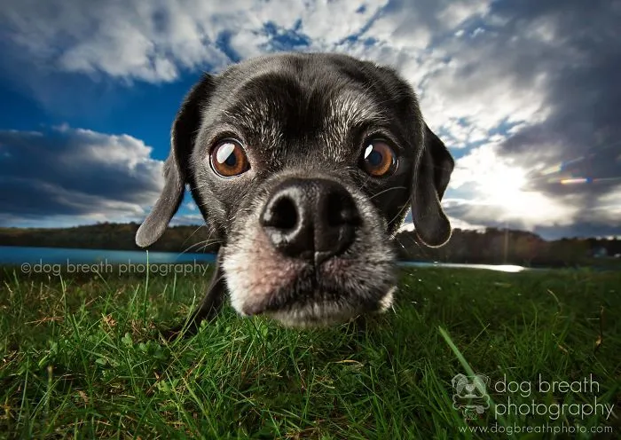 Derpy Dogs Will Melt Your Heart (15 Pics)