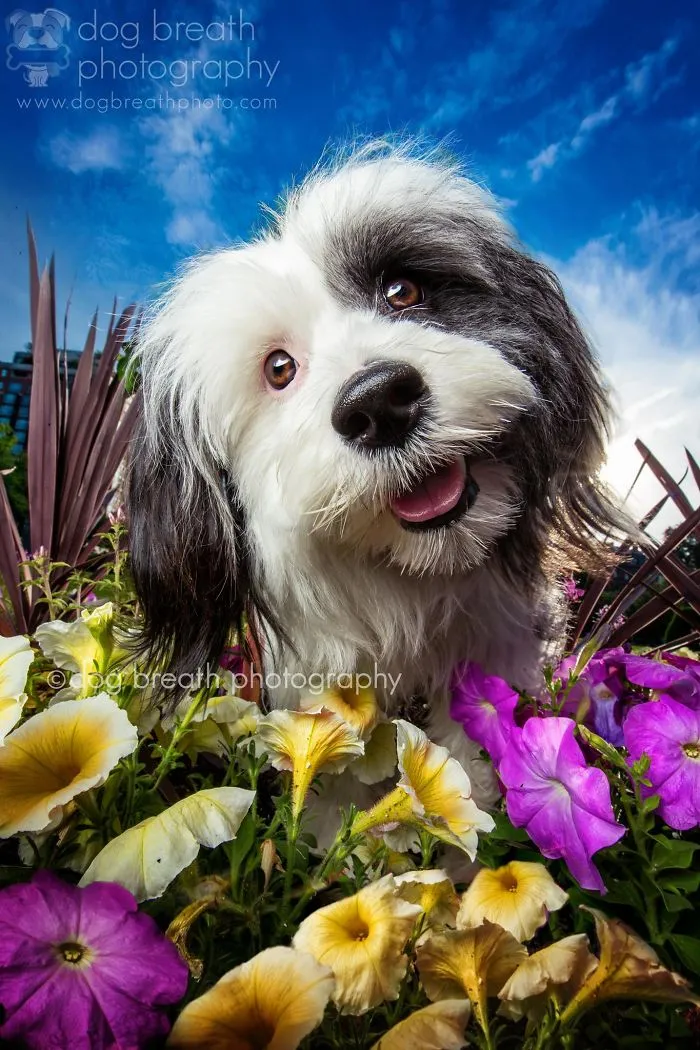 Derpy Dogs Will Melt Your Heart (15 Pics)