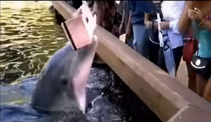 Dolphin Snatches Ipad