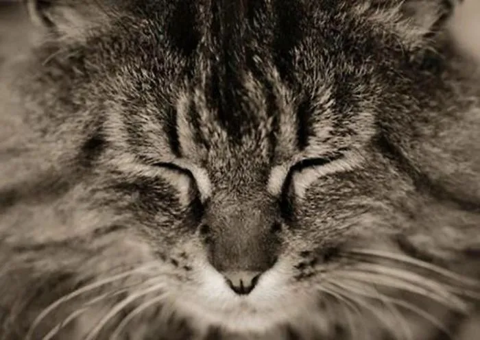 Mythical Beasts: Photographer Captures The Majestic Beauty Of Maine Coons