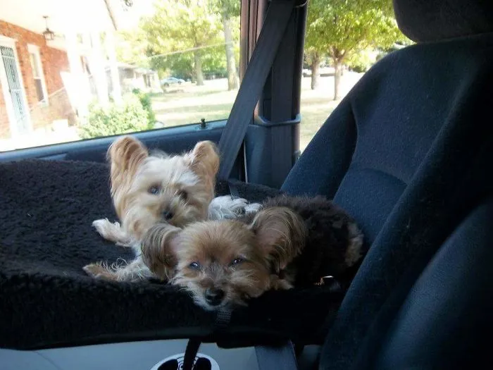 Missy (squinty Her Wittle Eyes) Was 13 And Phoebe Was 10 When I Adopted Them.