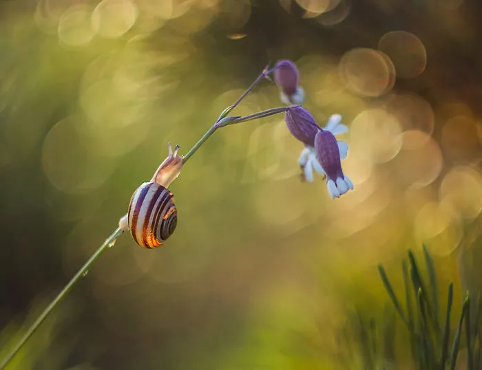 I Photographed Fairy-Tale World Of Snails In Poland