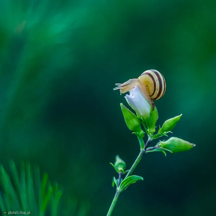 I Photographed Fairy-Tale World Of Snails In Poland