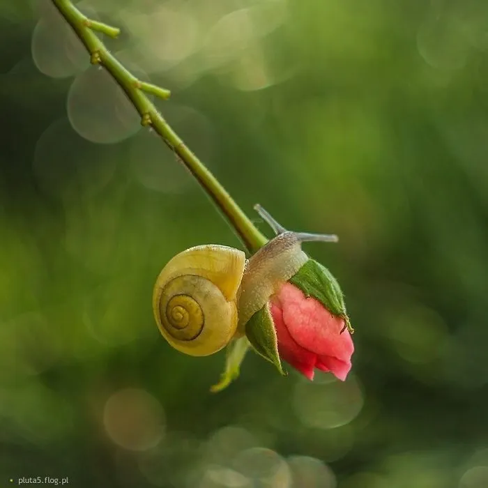 I Photographed Fairy-Tale World Of Snails In Poland
