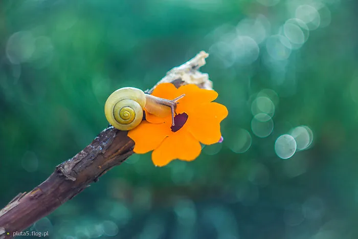 I Photographed Fairy-Tale World Of Snails In Poland