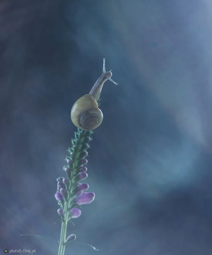 I Photographed Fairy-Tale World Of Snails In Poland