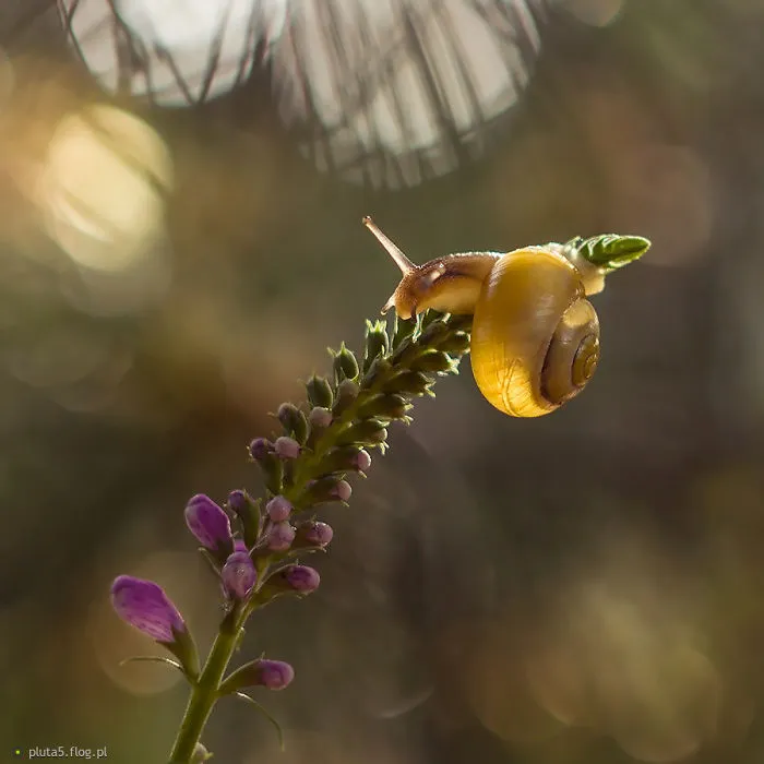 I Photographed Fairy-Tale World Of Snails In Poland