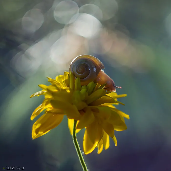 I Photographed Fairy-Tale World Of Snails In Poland