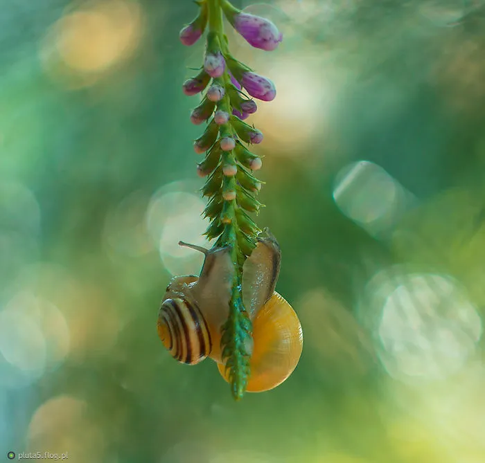 I Photographed Fairy-Tale World Of Snails In Poland