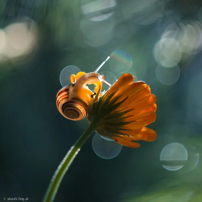 I Photographed Fairy-Tale World Of Snails In Poland