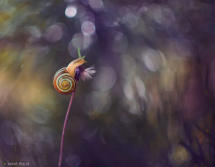 I Photographed Fairy-Tale World Of Snails In Poland