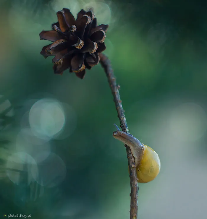 I Photographed Fairy-Tale World Of Snails In Poland
