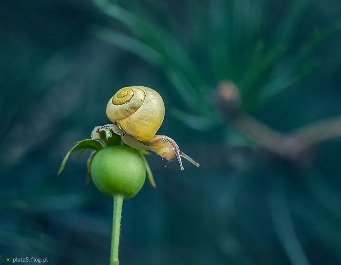 I Photographed Fairy-Tale World Of Snails In Poland