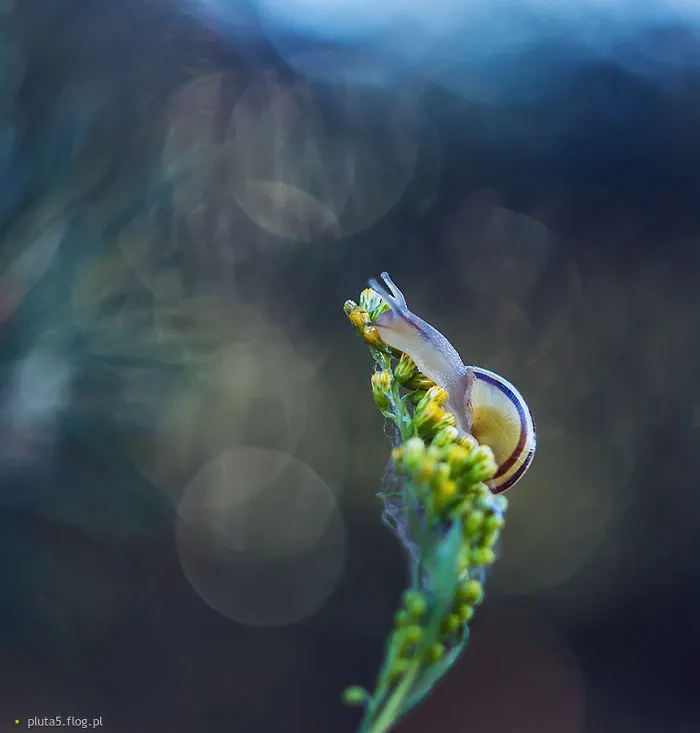 I Photographed Fairy-Tale World Of Snails In Poland