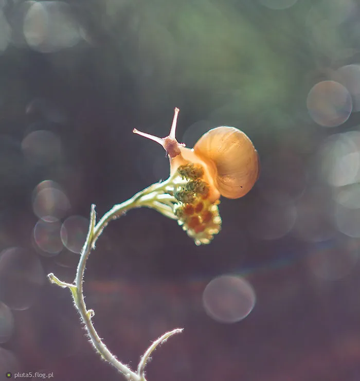 I Photographed Fairy-Tale World Of Snails In Poland