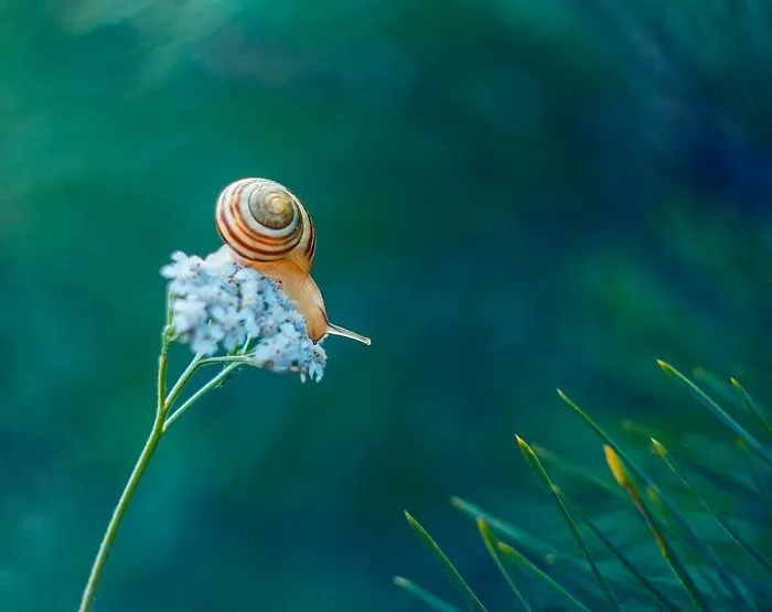 I Photographed Fairy-Tale World Of Snails In Poland