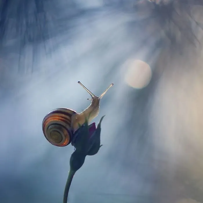 I Photographed Fairy-Tale World Of Snails In Poland