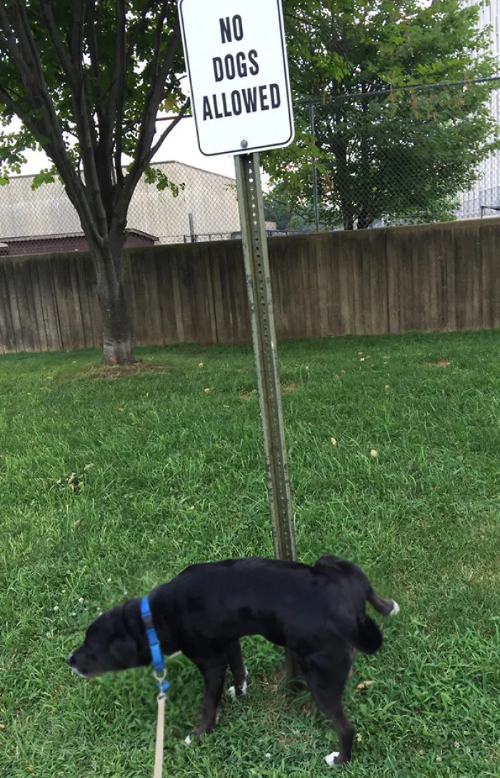 We Adopted Barry And This Was What He Did On His First Walk