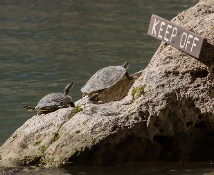 These Turtles Knew Exactly What They Were Doing
