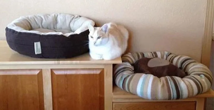 Cat Rebel