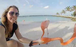 This Beach In Aruba Is Full Of Friendly Pink Flamingos