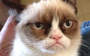 How People Call Cats In Different Countries
