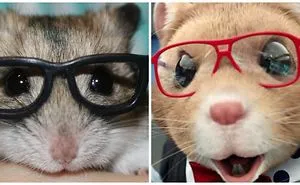 We Recreate Kia Hamster Moments With My Real Life Hamster