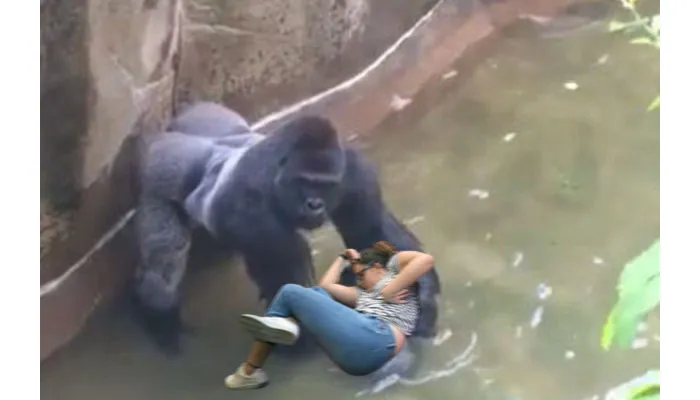 Harambe Cuddle