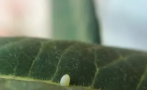 I Captured The Lifecycle Of A Monarch