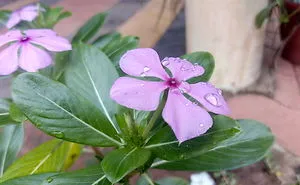 I Photographed This From Our Garden.
