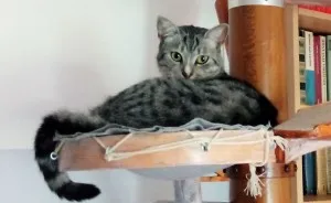 Our Cat-Friendly Apartment Is Simply Purrfect For Our Pets