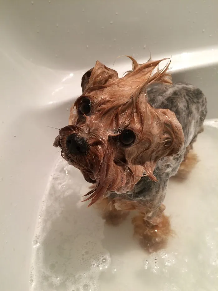 Before Vs. After Bath