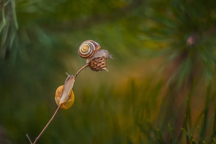 I Photographed Fairy-Tale World Of Snails In Poland