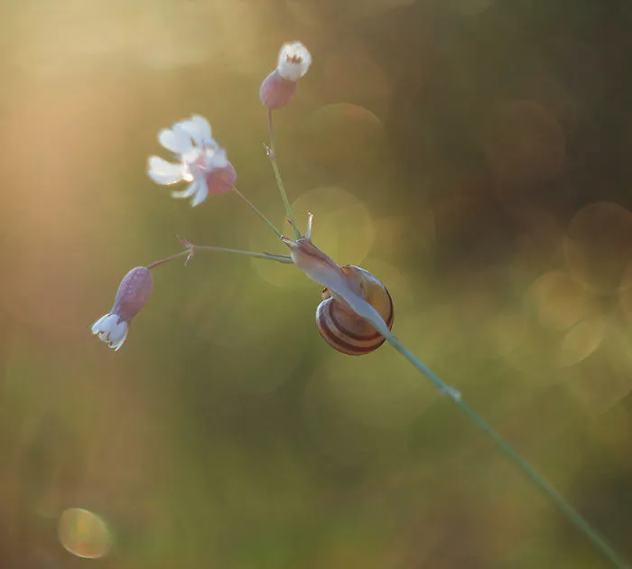 I Photographed Fairy-Tale World Of Snails In Poland