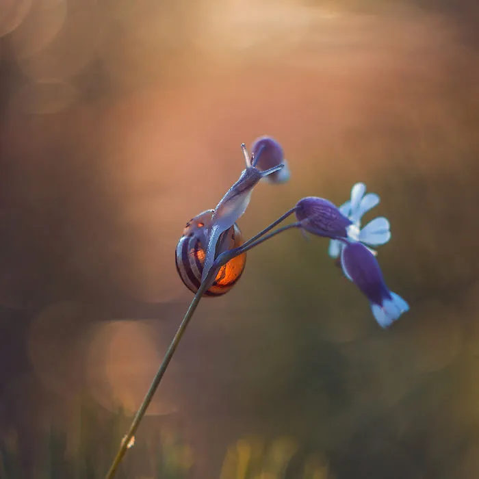 I Photographed Fairy-Tale World Of Snails In Poland