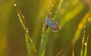 Fairy-tale World Of Butterflies