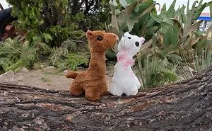 Jax And Lovey Share Alpaca Adventures