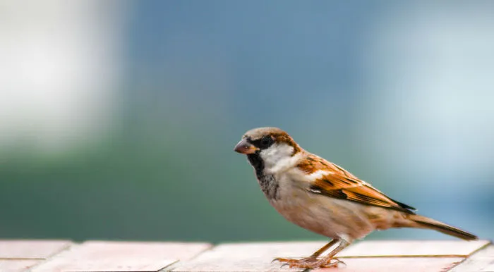 Bangladeshi Bird Chorui