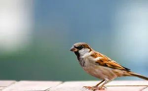 Bangladeshi Bird Chorui